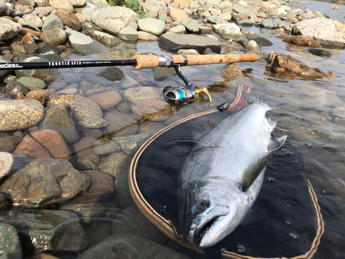 サクラマスの釣果