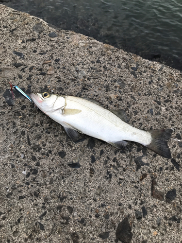 セイゴ（マルスズキ）の釣果