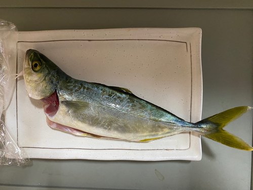 ワカシの釣果