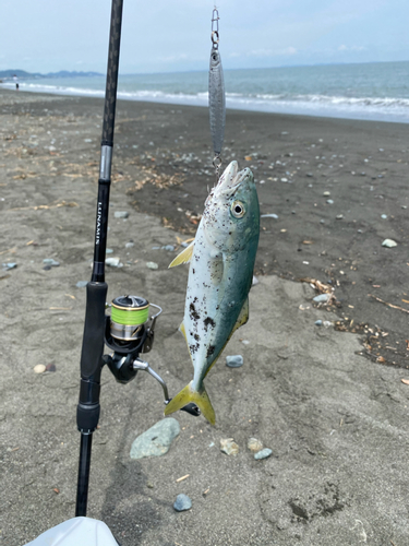 ワカシの釣果