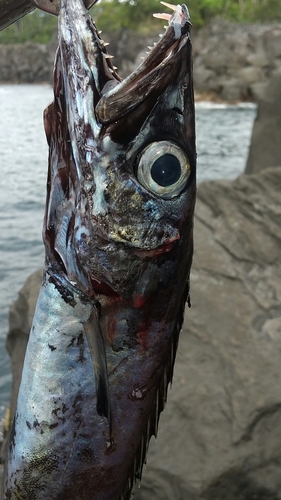 クロシビカマスの釣果