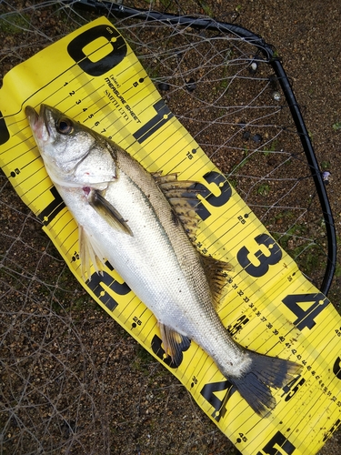 シーバスの釣果