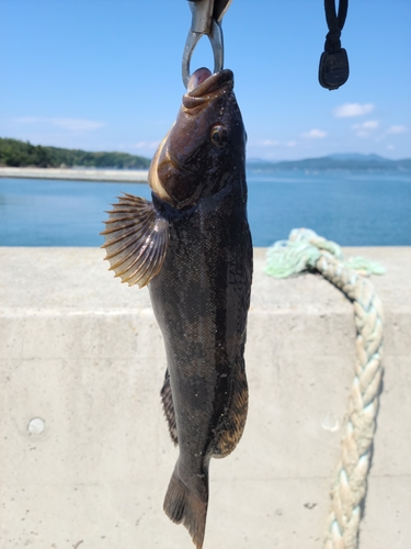 アイナメの釣果