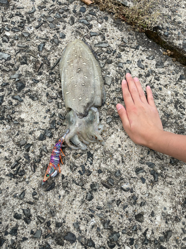 モンゴウイカの釣果