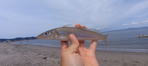 シロギスの釣果