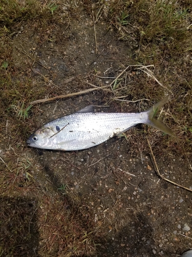 コノシロの釣果