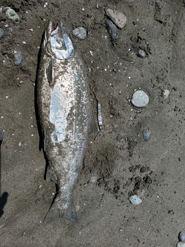 サクラマスの釣果