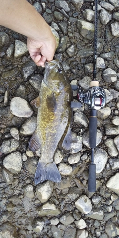 スモールマウスバスの釣果