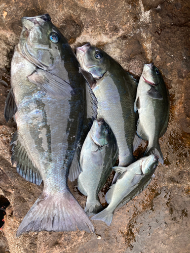 クチブトグレの釣果