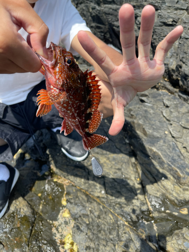 カサゴの釣果