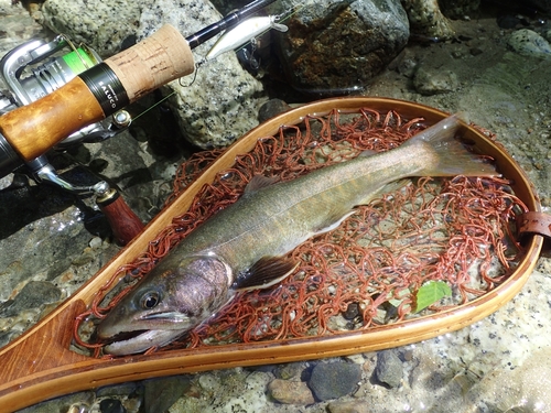 イワナの釣果