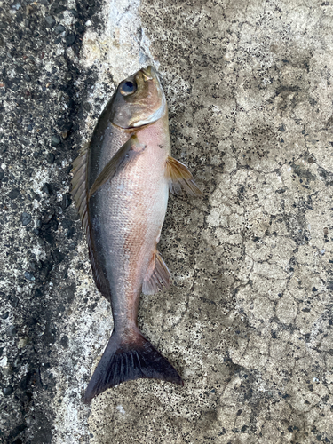 イサキの釣果