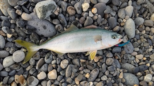 ワカシの釣果