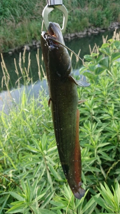 ナマズの釣果