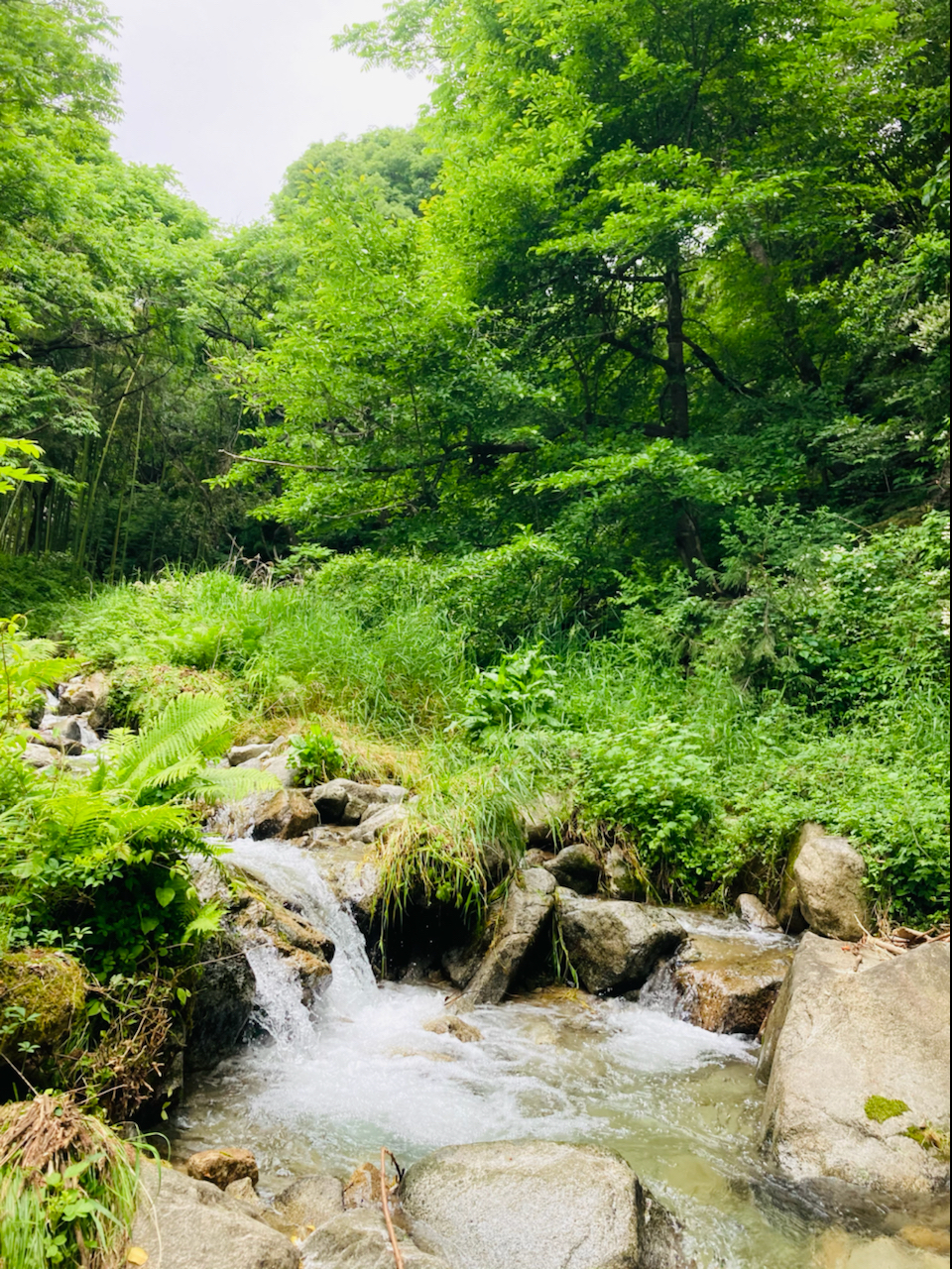 イワナ