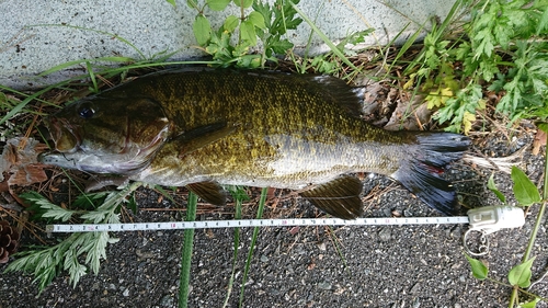 スモールマウスバスの釣果