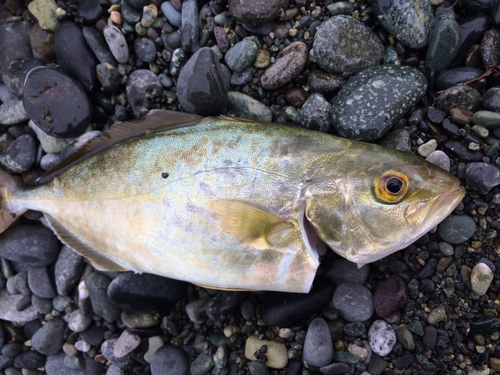 ショゴの釣果