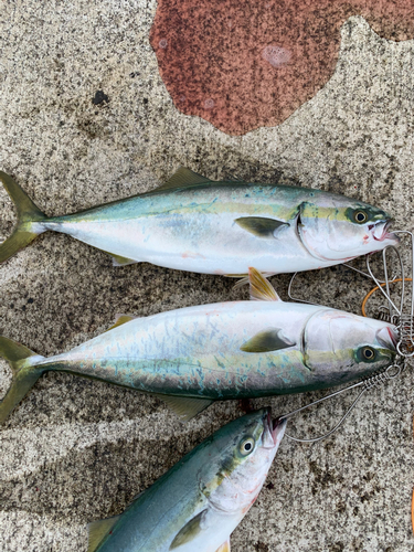 イナダの釣果