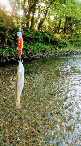 アブラハヤの釣果