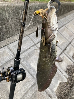 ナマズの釣果