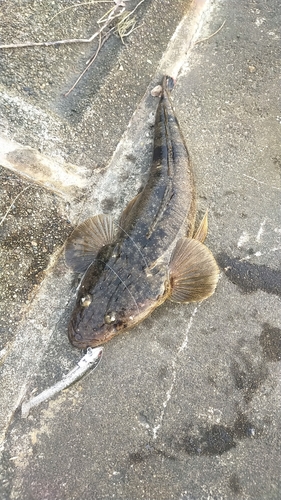 マゴチの釣果