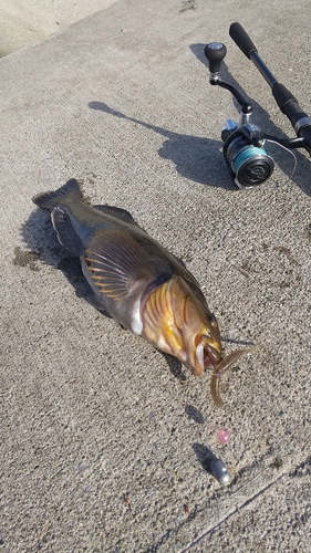 アイナメの釣果