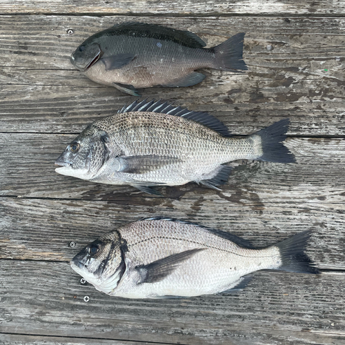 クロダイの釣果