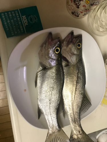 セイゴ（マルスズキ）の釣果