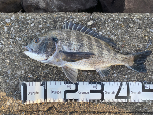 クロダイの釣果