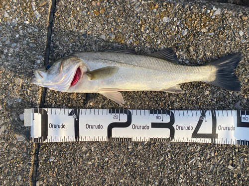 シーバスの釣果