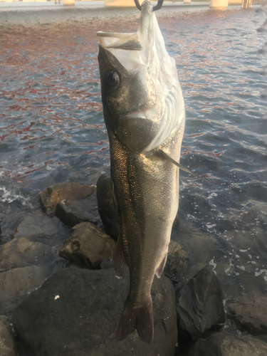 シーバスの釣果