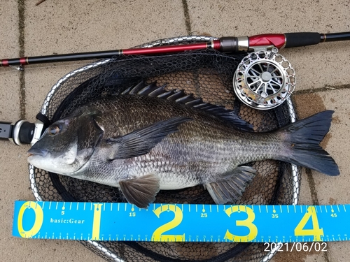 クロダイの釣果