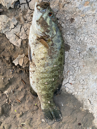 スモールマウスバスの釣果