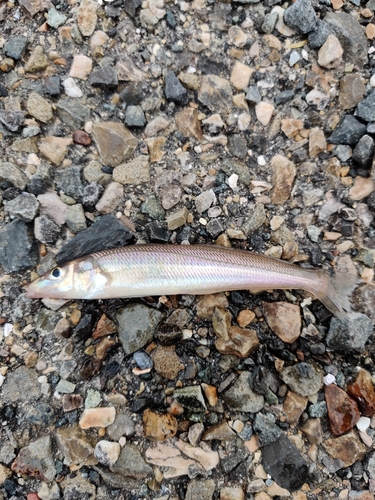 キスの釣果