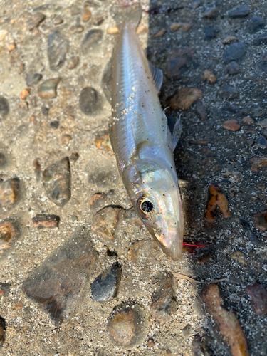 キスの釣果