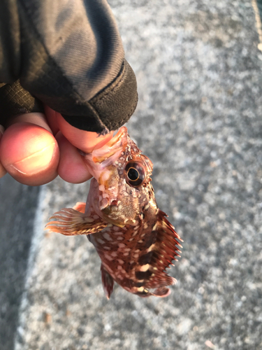 アラカブの釣果