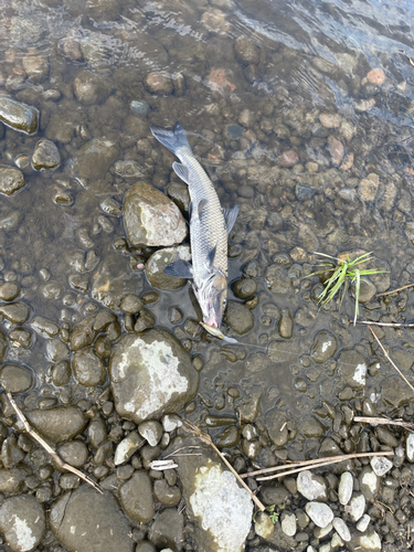 ニゴイの釣果