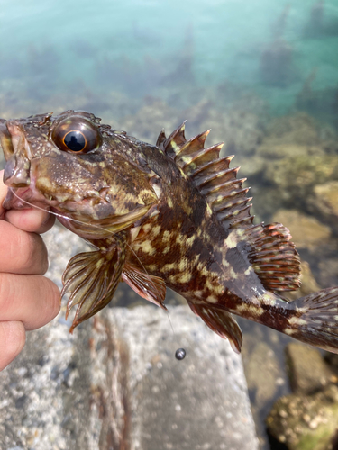 イソカサゴの釣果