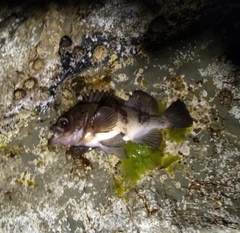 シロメバルの釣果