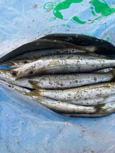 カマスの釣果