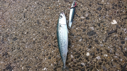 サバの釣果