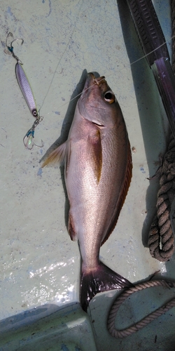 イサキの釣果