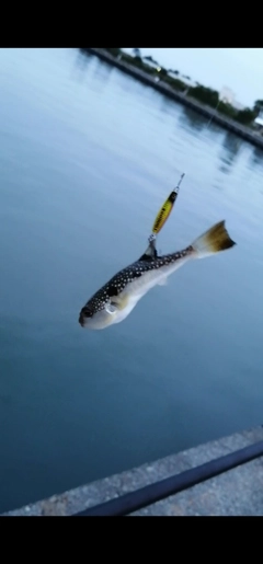 クサフグの釣果