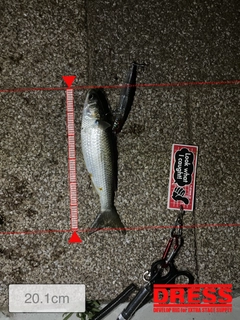 ボラの釣果
