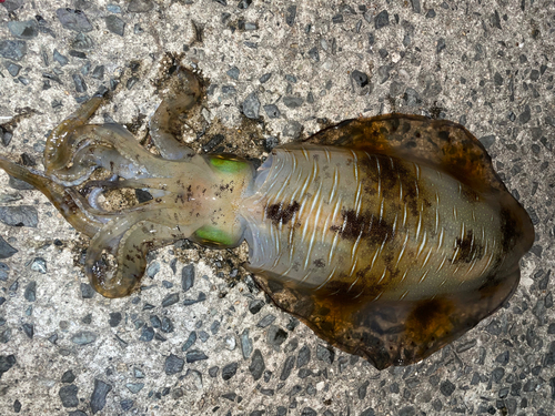 アオリイカの釣果