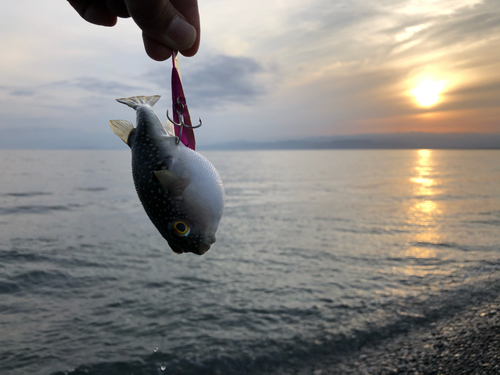 フグの釣果