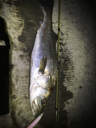 シーバスの釣果