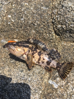 タケノコメバルの釣果