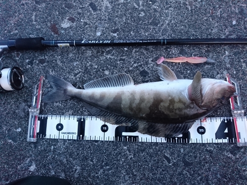 ホッケの釣果