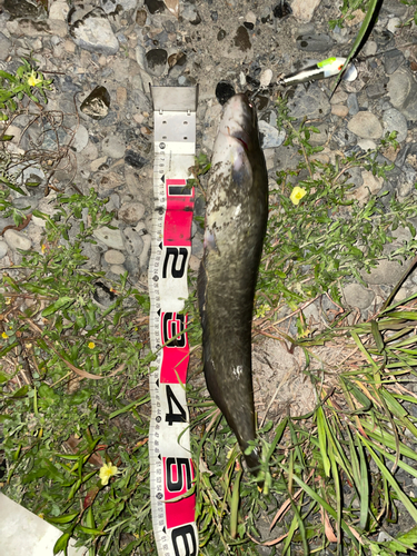 ナマズの釣果